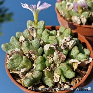 Conophytum tantillum subs. eenkokerense