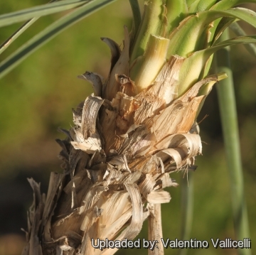 Beaucarnea gracilis