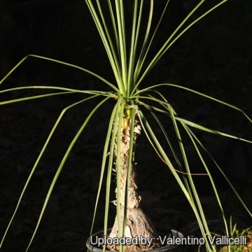 Beaucarnea gracilis