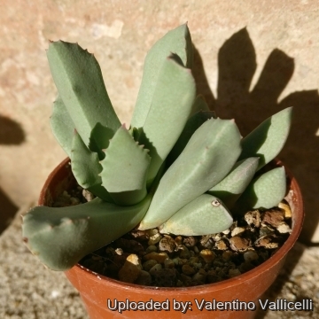 Schwantesia ruedebuschii