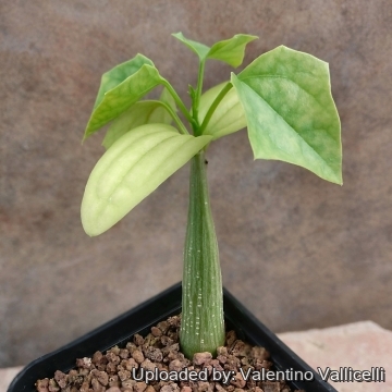 Gerrardanthus lobatus