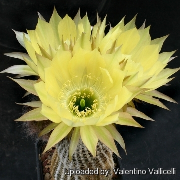 Echinopsis densispina f. albolanata