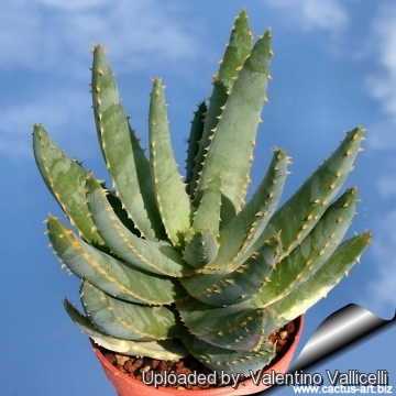 Aloe dichotoma