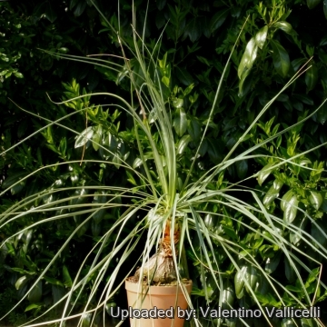 Beaucarnea gracilis f. variegata