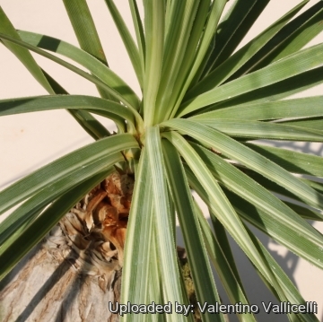 Beaucarnea gracilis f. variegata