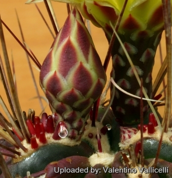 Ferocactus hamatacanthus var. longihamatus