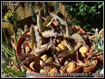 Agave xylonacantha