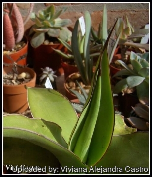 Agave chazaroi