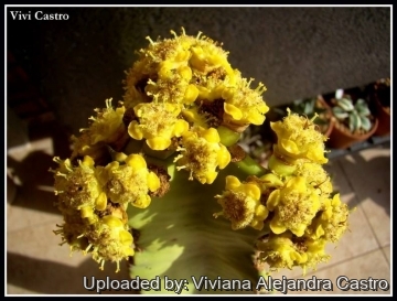 Euphorbia ingens