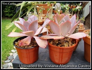 Echeveria cv. Afterglow