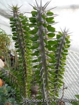 Alluaudia procera