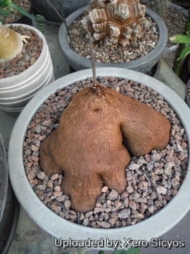 Dioscorea sylvatica