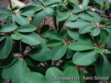 Euphorbia bongolavensis