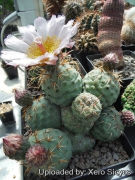 Tephrocactus geometricus