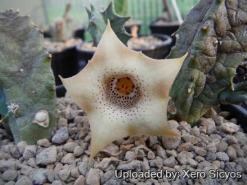 Huernia quinta