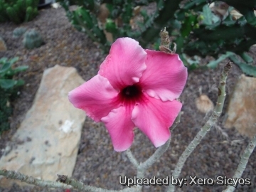 Adenium obesum subs. swazicum