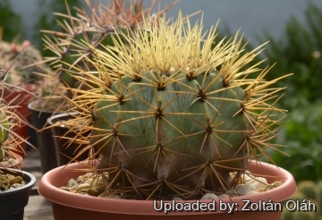 Ferocactus glaucescens