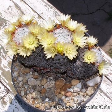 Mammillaria crinita subs. duwei