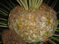 Female cone with developing seed.