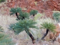 Cycas pruinosa in Habitat, East Kimberley Region of Western Australia.