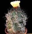 Astrophytum capricorne, a 25 years old specimen.