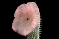 Hoodia gordonii