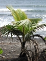 Young tree and ocean at Honomanu, Maui, Hawaii (USA). June 18, 2009.