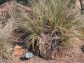 Habit at  El Charco del Ingenio (Jardín Botánico y  Reserva Natural). San Miguel de Allende, Guanajuato, Mexixo.