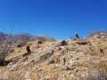 Ferocactus acanthodes var albispinus, habitat, near Borrego Springs, California, USA.