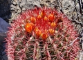 Flowers in habitat. Mexico.