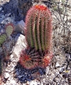 Blooming habit. Mexico.