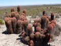 Mature branched specimens in habitat. Mexico.