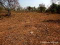 Habitat of Discocactus silicicola, Mato Grosso do Sul, Brasil.