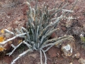 Ceropegia fusca, Montana roja, Tenerife, Canary Islands, Spain.