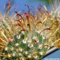 Central spines bright orange and yellow, flexible with a bent tip, but not hooked.