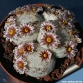 Mammillaria sp. SB500 (lasiacantha) Cuatrocienagas