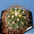 Yellow-brown spines form (This variant has yellow to pale-brown new spines and greener stems)