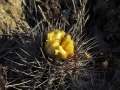 Blooming habit at Coquimbo, Chile.