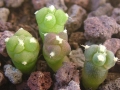 30 days old seedlings.