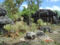 Cycas calcicola on Limestone north of Katherine