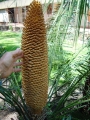 Mature pollen cone.