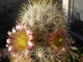 Mammillaria microhelia (white spines form? hybrid?)