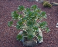 Dorstenia gigas from seed growing at the Reunion Island.