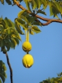 Hanging fruit at Ala Moana Beach Park, Oahu, Hawaii (USA). July 27, 2007.