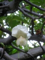 Flower at Ala Moana Park Honolulu, Oahu, Hawaii (USA). August 02, 2012.