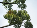 Flower buds at Olinda, Maui, Hawaii, USA. December 19, 2010.