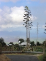 Flowering habit at Kula, Maui, Hawaii, USA. August 05, 2003.