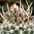 The rounded buds just before opening in April