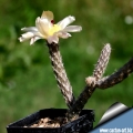 The flowers form apically at the tip of  stems.