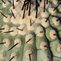Copiapoa columna-alba (areoles in cultivation)